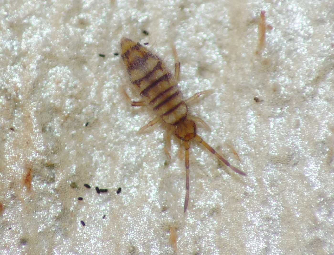 Collemboli striati (Entomobrya cfr multifasciata)